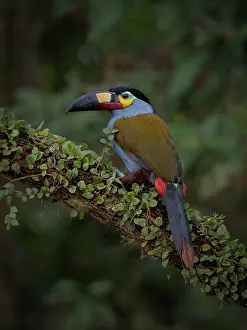 Multi: Plate-billed Mountain Toucan (Andigena laminiros