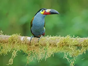 Plate: Plate Billed Mountain Toucan Andigena laminirost