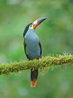 Plate: Plate Billed Mountain Toucan Andigena laminirost