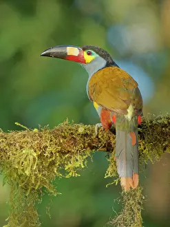 Plate: Plate Billed Mountain Toucan Andigena laminirost