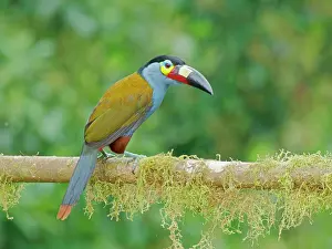 Plate: Plate Billed Mountain Toucan Andigena laminirost