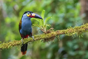 Crossing: Plate-billed mountain-toucan, cloud forest, Ecuador