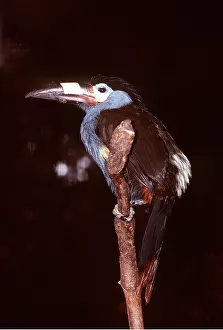 Plate: PLATE BILLED MOUNTAIN TOUCAN - perched on post