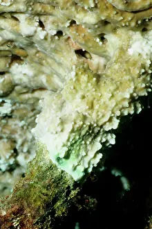 Tissue: Plate coral. Tissue from the plate coral is over-growing