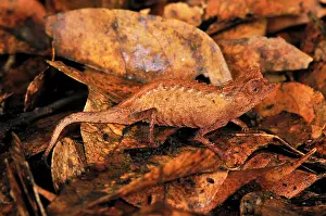 Brookesia: Plated Leaf Chameleon
