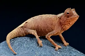 Brookesia: Plated leaf Chameleon (Brookesia stumpffi), Madagascar