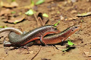 Plated: Plated Lizard - mating