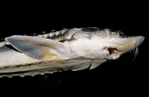 Sturgeon: PLATED STURGEON C/U FROM BELOW