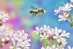 Bees: Platter Pea Mortar Bee (Megachile ericetorum) in f