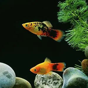 Platys: Platy Fish