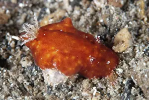 Nudibranches: Platydoris Nudibranch