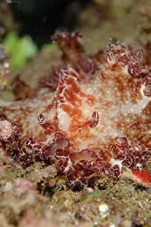 Bianca: Platydoris Nudibranch - on night dive