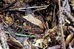 Filipino: Platymantis Dorsalis