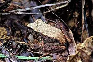 Filipino: Platymantis Dorsalis