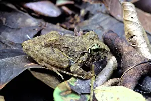 Filipino: Platymantis Dorsalis