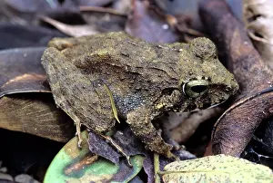 Filipino: Platymantis Dorsalis