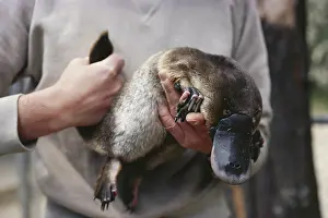 Anatinus: Platypus