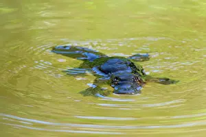 Anatinus: Platypus - adult floating on the surface of a river