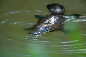 Anatinus: Platypus - adult floating on the surface of a river