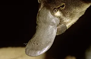 Anatinus: Platypus - adult male close up of head