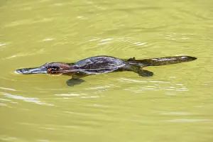 Anatinus: Platypus - adult swimming in a river collecting food