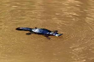 Anatinus: Platypus - chewing food on surface using gringing plates