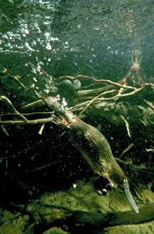 Auscape International: Platypus - diving under water