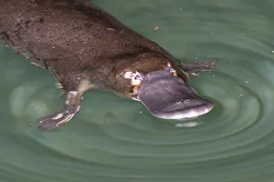 Anatinus: Platypus feeding on surface