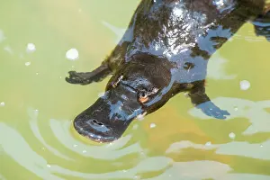 Anatinus: Platypus feeding on surface