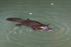 Anatinus: Platypus feeding on surface