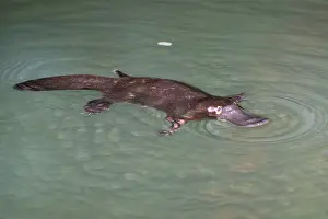 Anatinus: Platypus feeding on surface