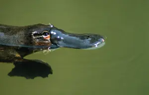 Anatinus: Platypus feeding on surface cu head and bill