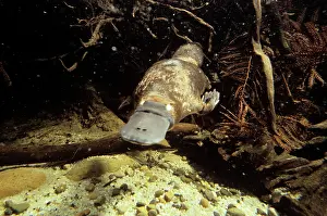 Auscape International: Platypus - foraging under water