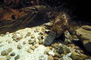 Auscape International: Platypus - foraging under water
