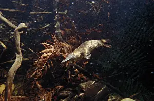 Auscape International: Platypus - foraging under water