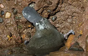 Platypus: Platypus male grooming on surface