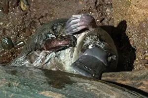 Anatinus: Platypus male on log beside pool grooming its fur captive