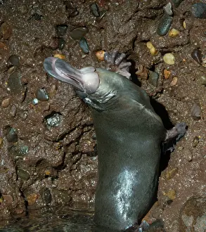 Anatinus: Platypus male playing on rocky wall climbing embankment