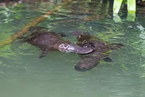 Anatinus: Platypus male (rear) touching female's tail area