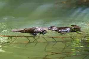 Anatinus: Platypus male (rear) touching female's tail area