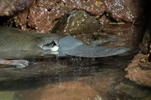 Anatinus: Platypus male resting on pool edge showing electro