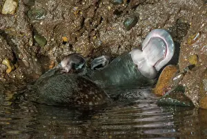 Anatinus: Platypus male scratching its fur howing venemous