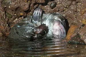 Anatinus: Platypus male scratching beside pool grooming its