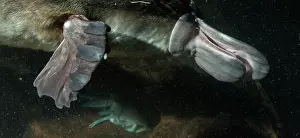 Anatinus: Platypus male underwater chewing prey showing webbed
