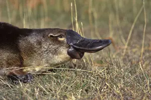 Anatinus: Platypus (Ornithorhynchus anatinus) Close up of