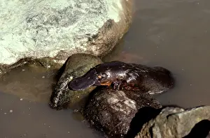 Anatinus: Platypus (Ornithorhynchus anatinus) crawling over