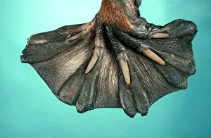 Anatinus: Platypus (Ornithorhynchus anatinus) front foot