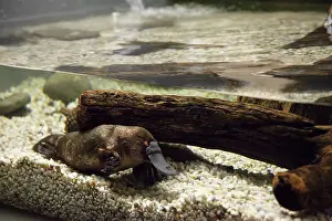 Anatinus: Platypus ( Ornithorhynchus anatinus ), Platypus