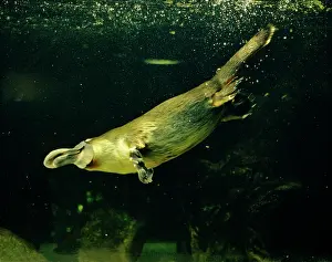 Platypus (Ornithorhynchus anatinus) underwater. Australia