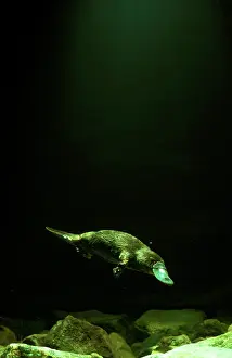 Platypus (Ornithorhynchus anatinus) under water